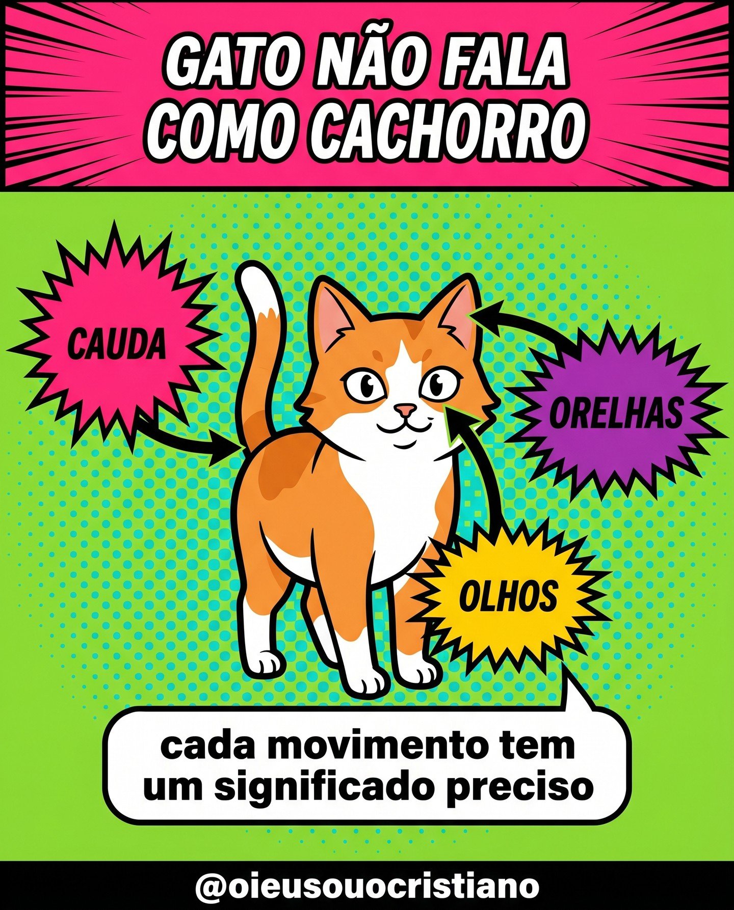Slide 3 do carrossel sobre gatos